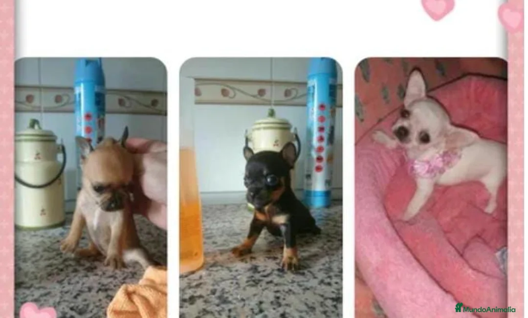 Chihuahua perros en venta: Chihuahua toy - Anuncio 1