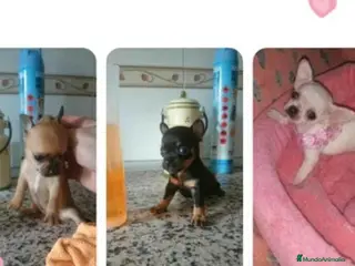 Chihuahua perros Chihuahua toy - Anuncio 41