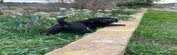 Labrador Retriever perros en venta: LABRADOR RETRIEVER NEGRO! en Barcelona - Anuncio 7
