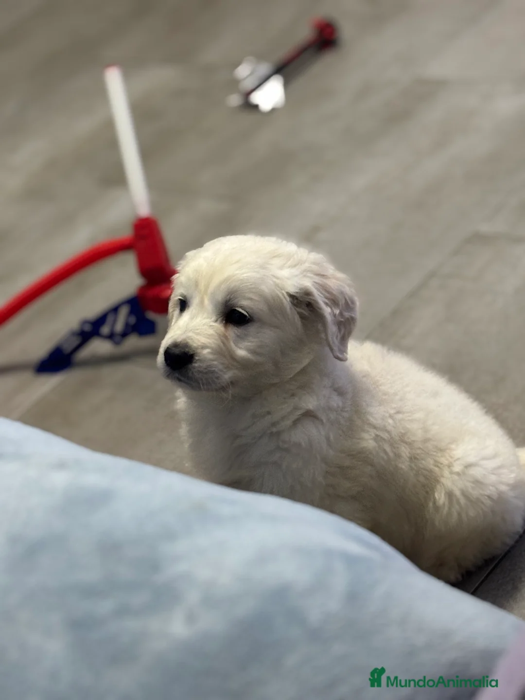 Golden Retriever perros en venta: Último golden solo 900€!!!SOLO HOY - Anuncio 1