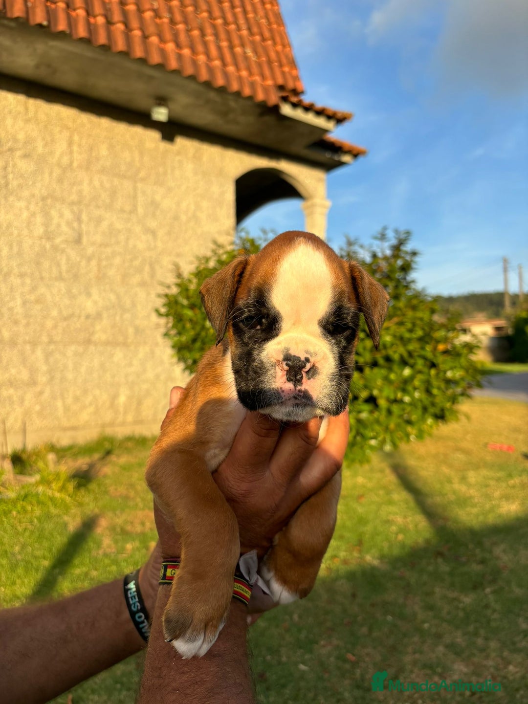 Boxer perros en venta: BOXER PONTEVEDRA - Anuncio 6