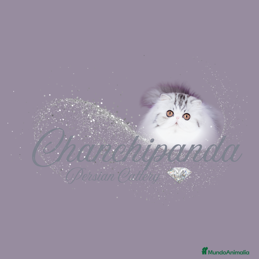 Persa gatos en venta: Precioso Gato Persa  - Anuncio 1