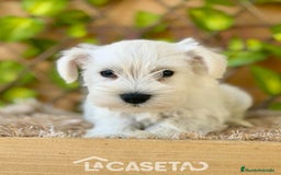 Schnauzer Miniatura perros en venta: Camada de Dalila - Imagen 2