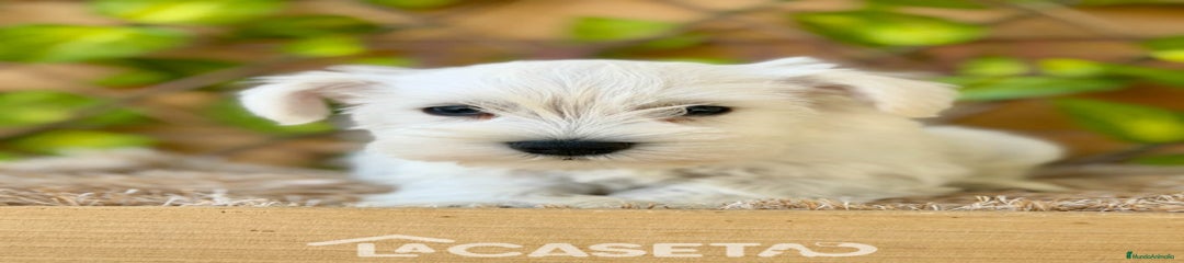 Schnauzer Miniatura Cachorro 3589