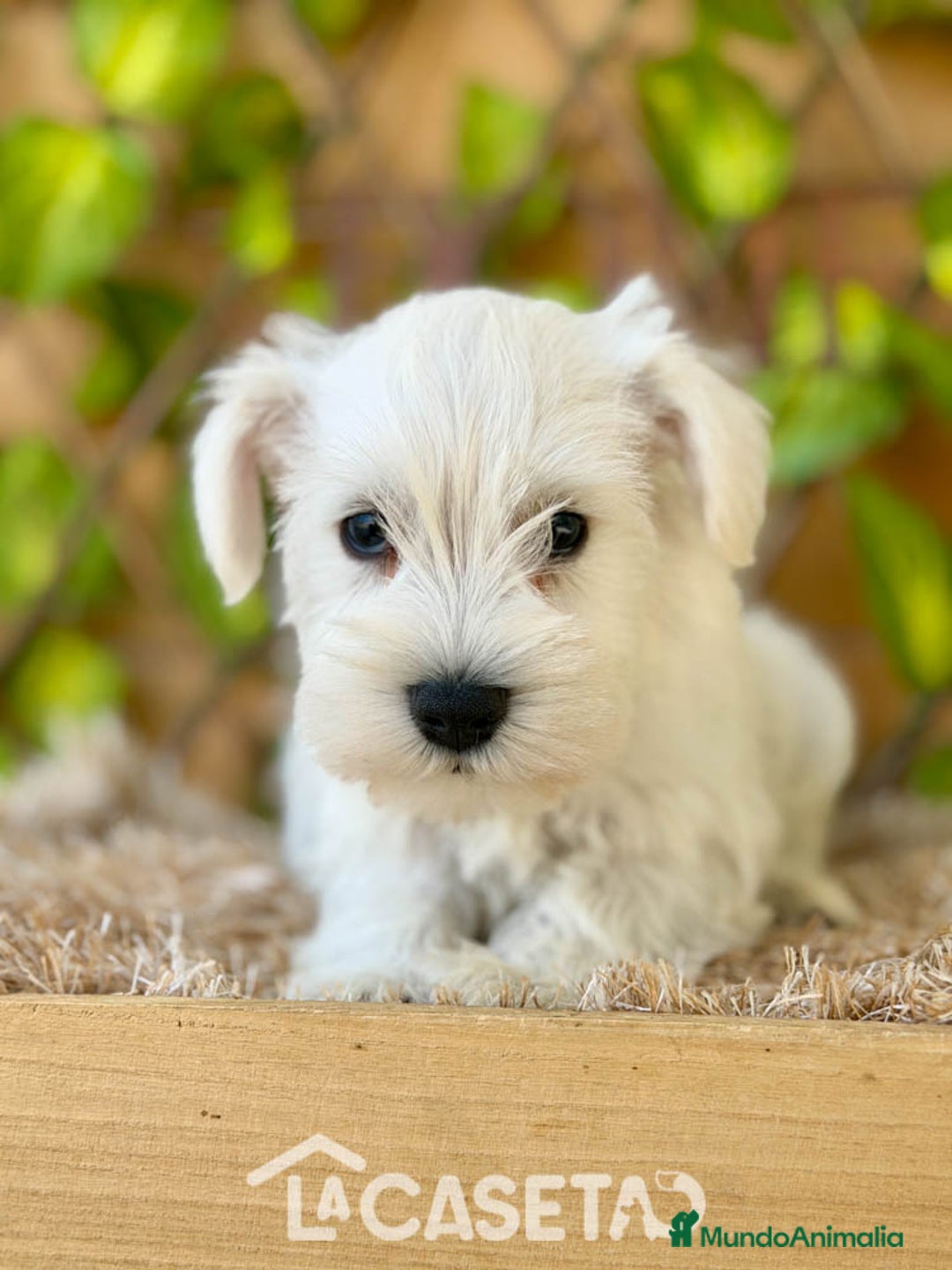 Schnauzer Miniatura perros en venta: Camada de Dalila - Imagen 2