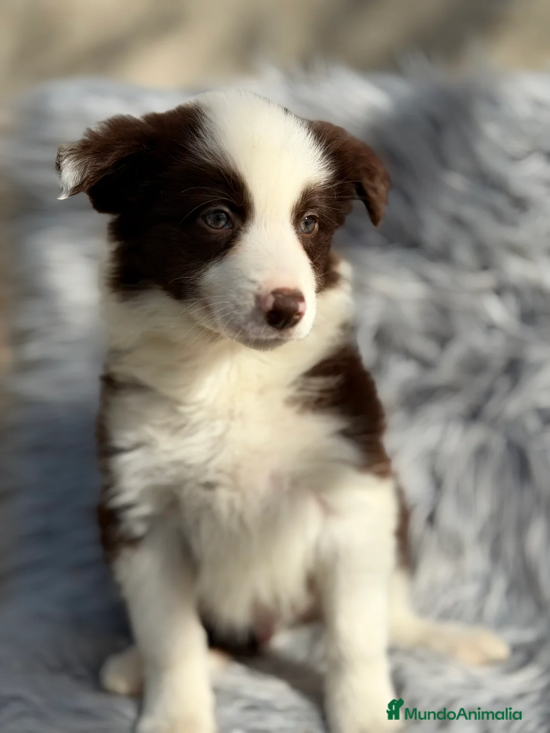 Border Collie perros en venta: Border collie chocolate  - Anuncio 5