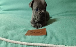 Bulldog Francés perros en venta: Bulldog francés  en León - Imagen 5