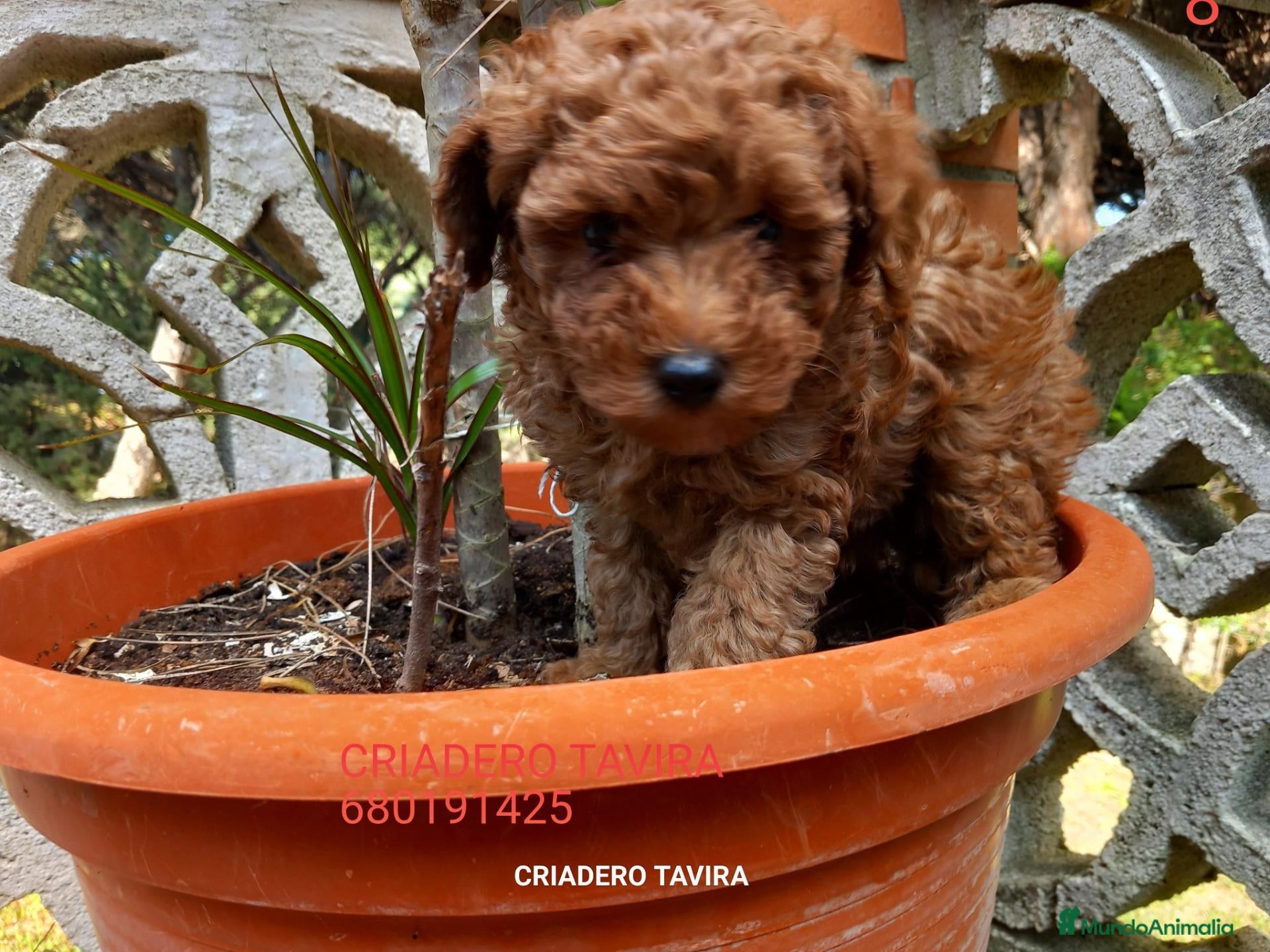 Caniche Toy perros Cachorros Caniche poodle Toy Rojo - Anuncio 7