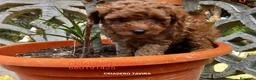 Caniche Toy perros en venta: Cachorros Caniche poodle Toy Rojo - Anuncio 1
