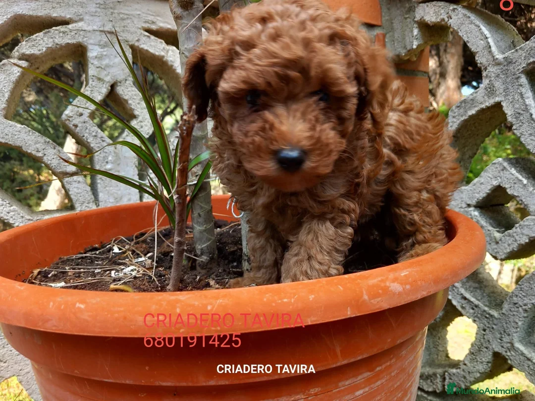Caniche Toy perros en venta: Cachorros Caniche poodle Toy Rojo - Anuncio 1