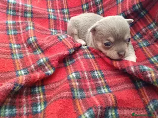 Chihuahua perros CHIHUAHUA MACHO - Anuncio 1