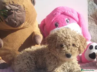 Perro de Agua Español perros Perro de aguas - Anuncio 2
