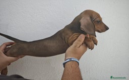 Teckel perros en venta: CAMADA DE TECKEL - Imagen 2