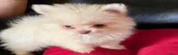 Pomerania perros en venta: Cachorritos de Pomerania  - Anuncio 4