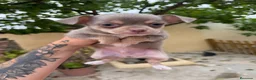 Chihuahua perros en venta: Chihuahuas machos isabelas disponibles - Anuncio 5
