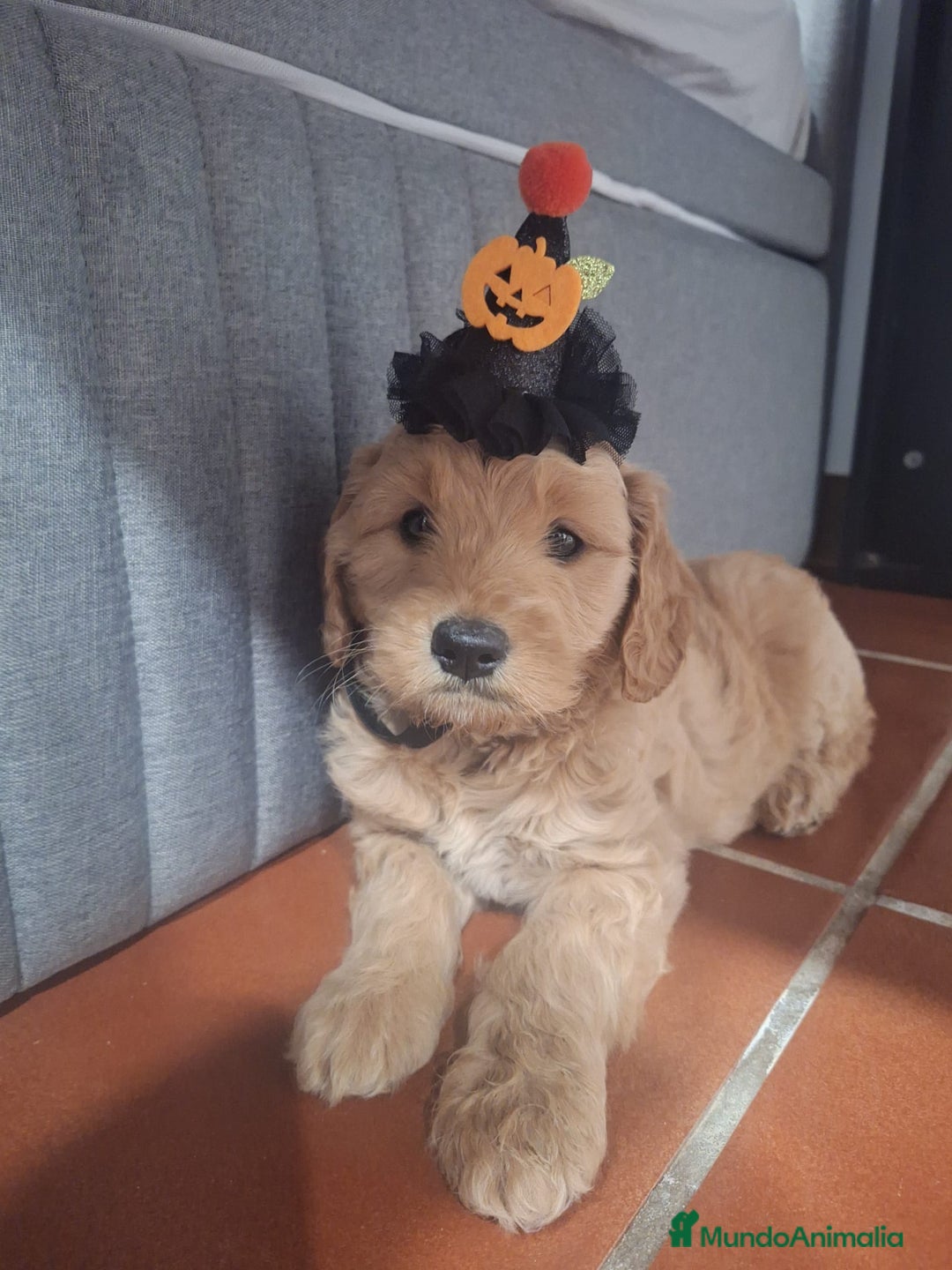 Goldendoodle perros en venta: Goldendoodle medianos  - Anuncio 8