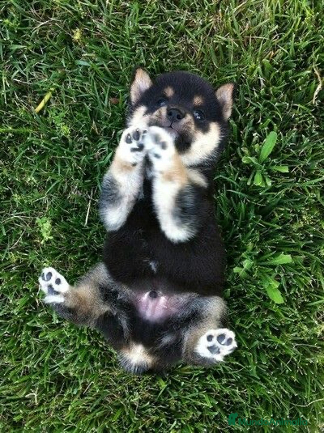 Shiba Inu perros en venta: Shibas Inu black 🖤🐾 - Imagen 4