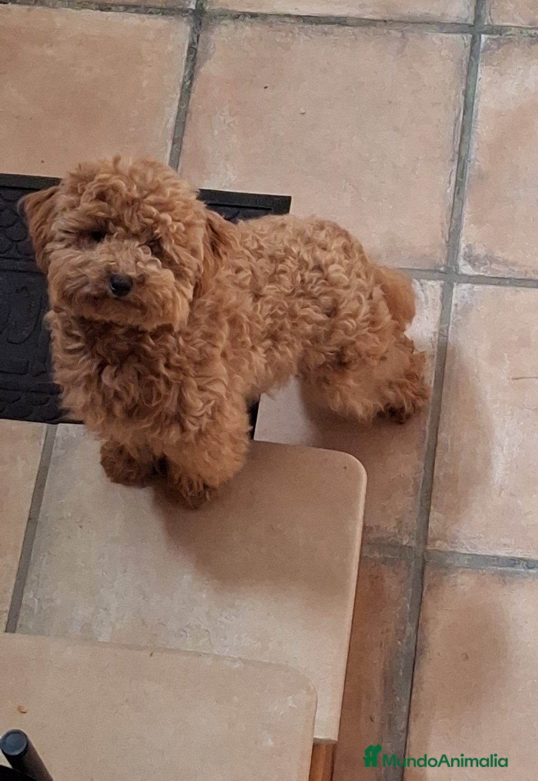 Caniche Toy perros en venta: Caniche Toy  - Anuncio 6