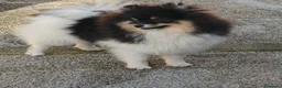 Pomerania perros en venta: Pomerania toy - Anuncio 9