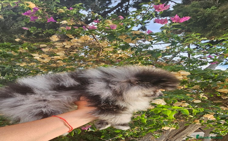 Pomerania perros - Anuncio 6