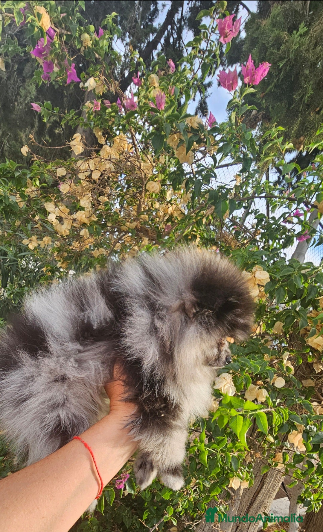 Pomerania perros en venta: Precioso machito Merle 💝 - Imagen 1