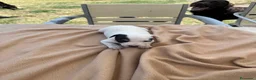 Ratonero Bodeguero Andaluz perros en venta: Cachorros bodeguero - Anuncio 5