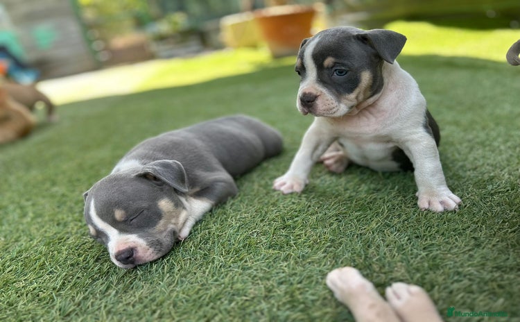 American Bully perros - Propaganda 1