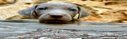 Weimaraner perros en venta: Bracos de Weimar magníficos - Anuncio 11