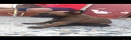 Pastor Belga Malinois perros en venta: Disponible Pastores belga Malinois  - Anuncio 7