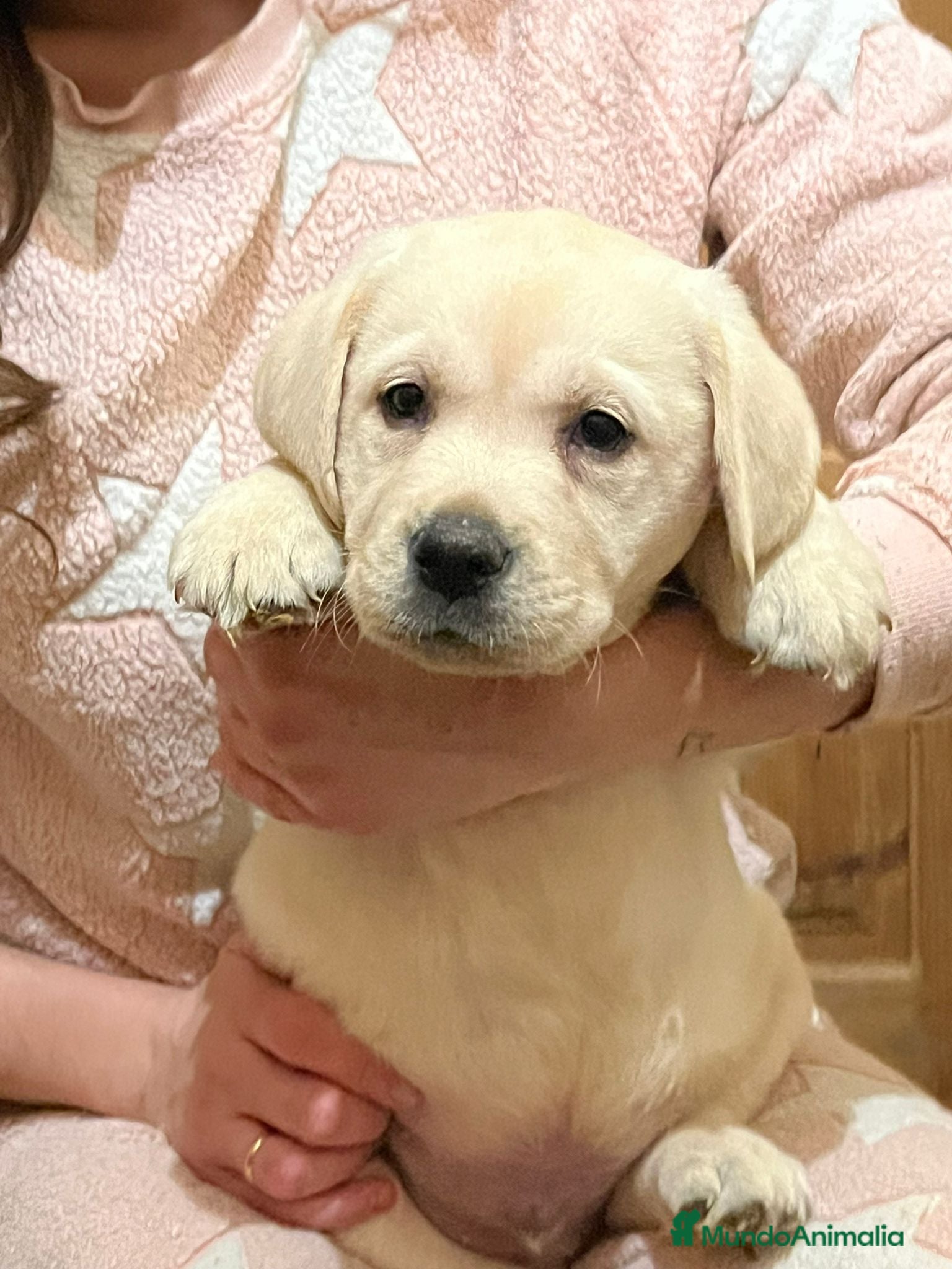 Labrador Retriever perros Camada disponible en color amarillo - Anuncio 2