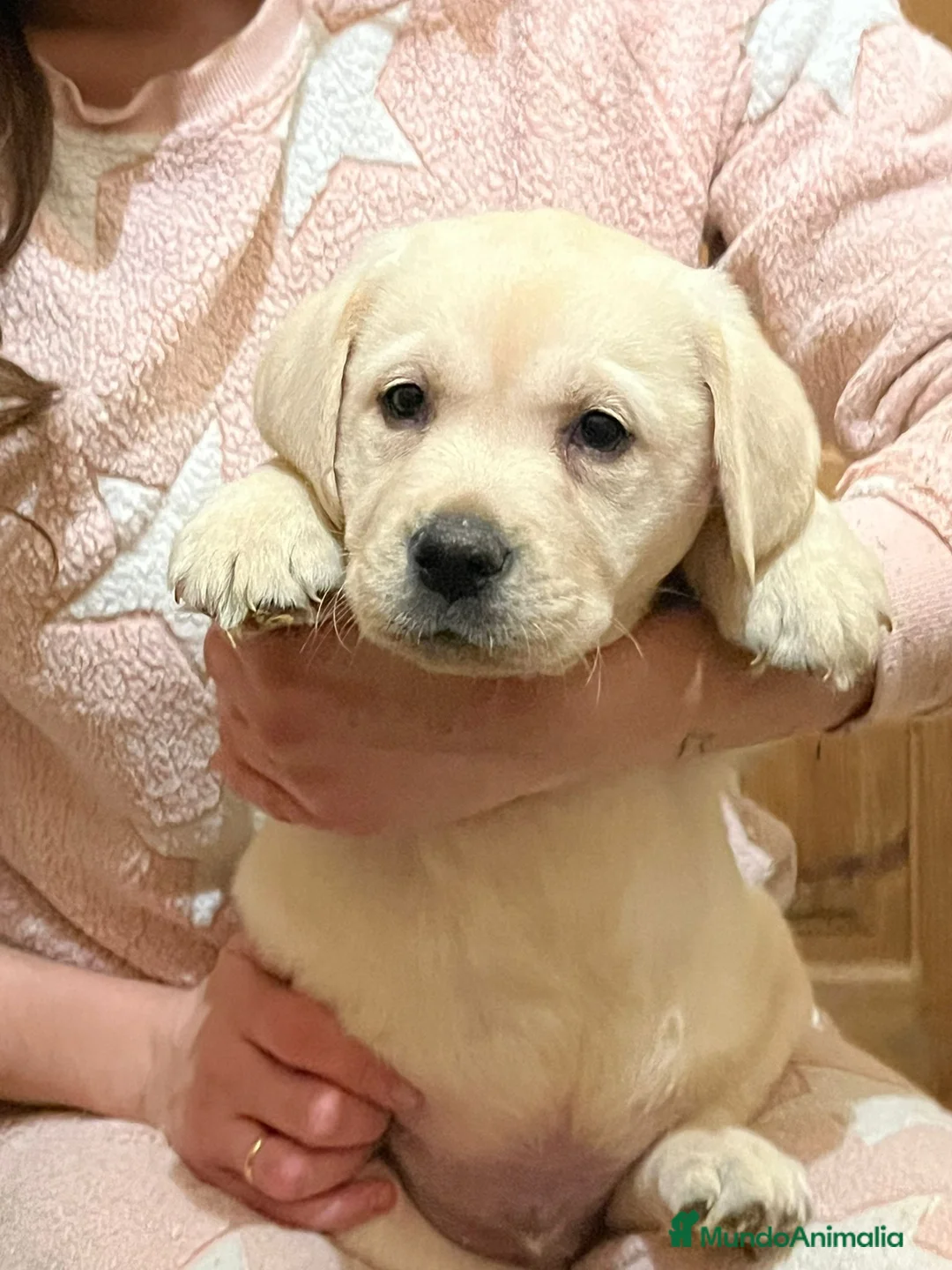 Labrador Retriever perros en venta: Camada disponible en color amarillo - Anuncio 2