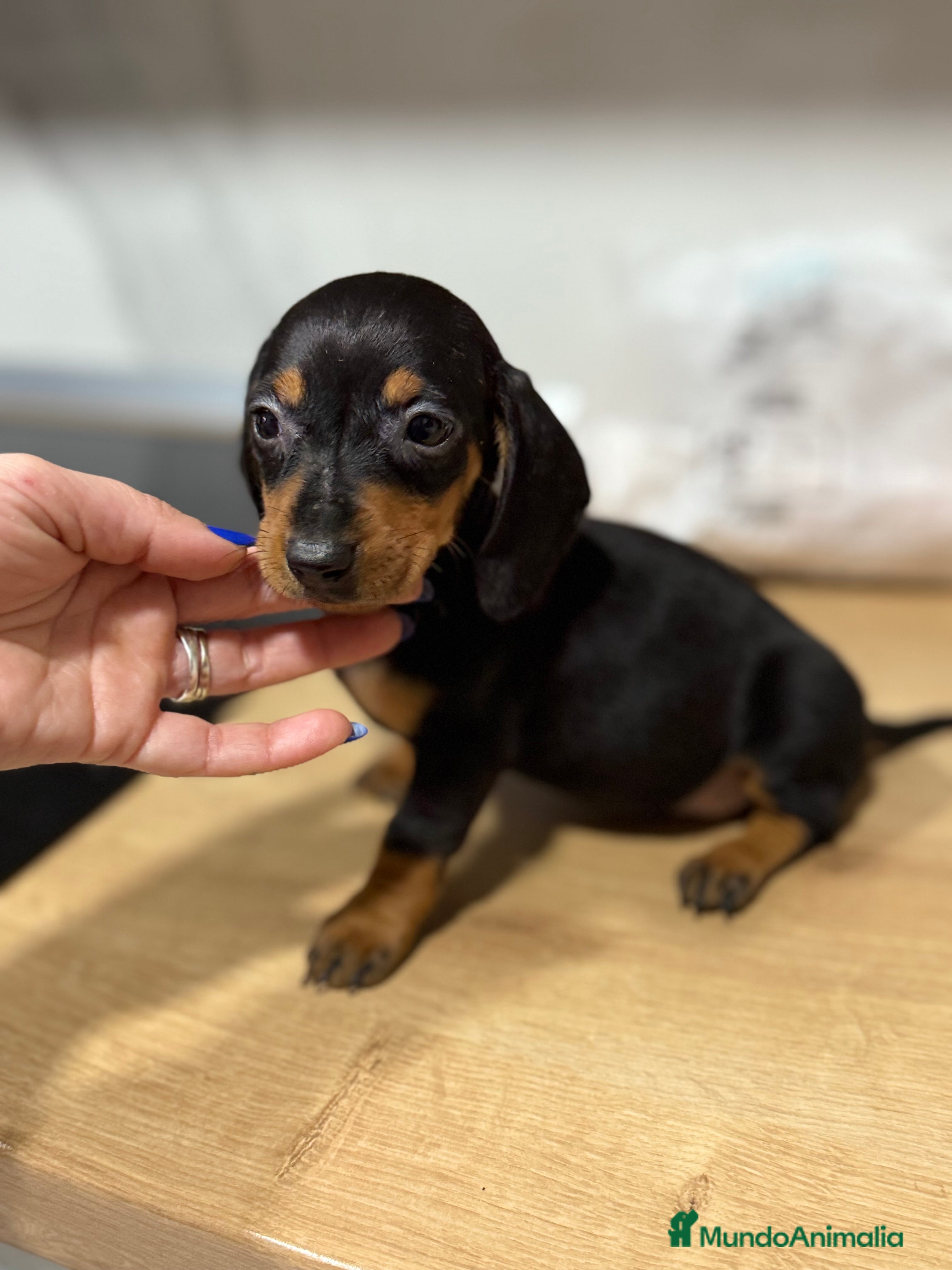 Teckel Miniatura perros 2 hembras teckel kanichen negras y fuego  - Anuncio 2