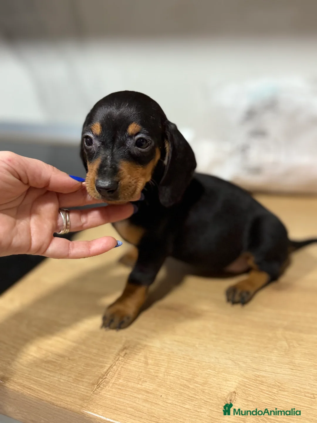 Teckel Miniatura perros en venta: 2 hembras teckel kanichen negras y fuego  - Anuncio 2