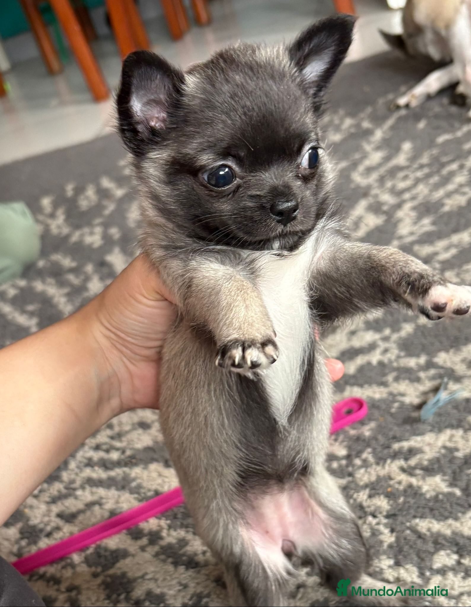 Chihuahua perros Chihuahua Toy de pelo largo  - Anuncio 2