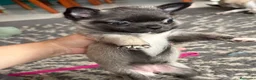 Chihuahua perros en venta: Chihuahua Toy de pelo largo  - Anuncio 1