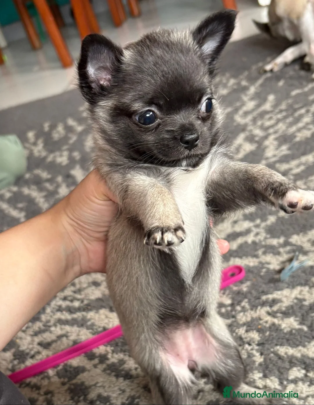 Chihuahua perros en venta: Chihuahua Toy de pelo largo  - Anuncio 1