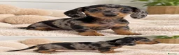 Teckel Miniatura perros en venta: TECKEL ARLEQUÍN HEMBRA 🤎🖤 - Anuncio 1