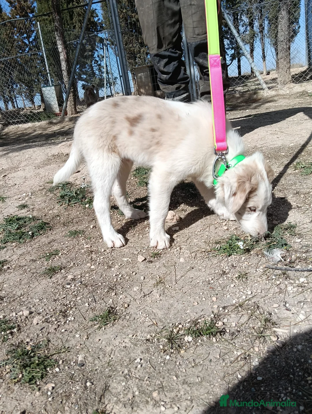 Border Collie perros en venta: Cachorros Border Collie  - Anuncio 7