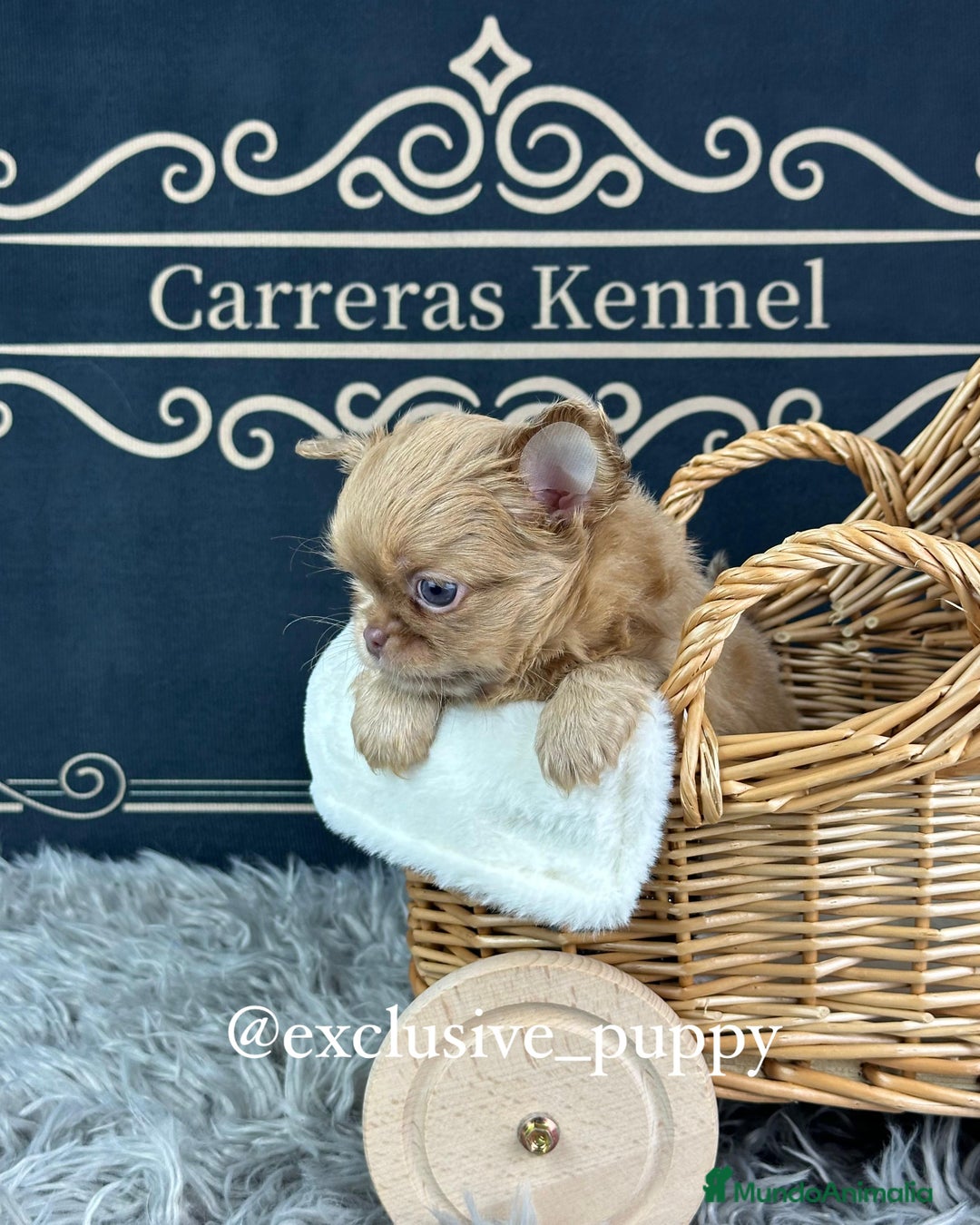 Chihuahua perros en venta: ♥️ Exclusivo Chihuahua Miniatura - Anuncio 2