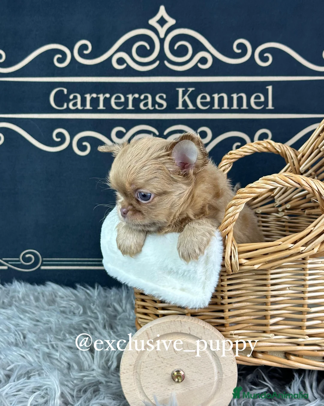 Chihuahua perros en venta: ♥️ Exclusivo Chihuahua Miniatura - Anuncio 2