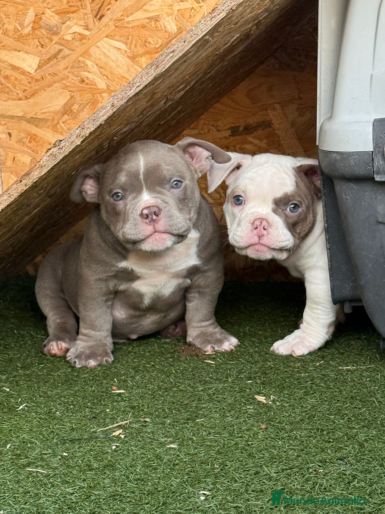 American Bully perros American Bully  - Anuncio 3