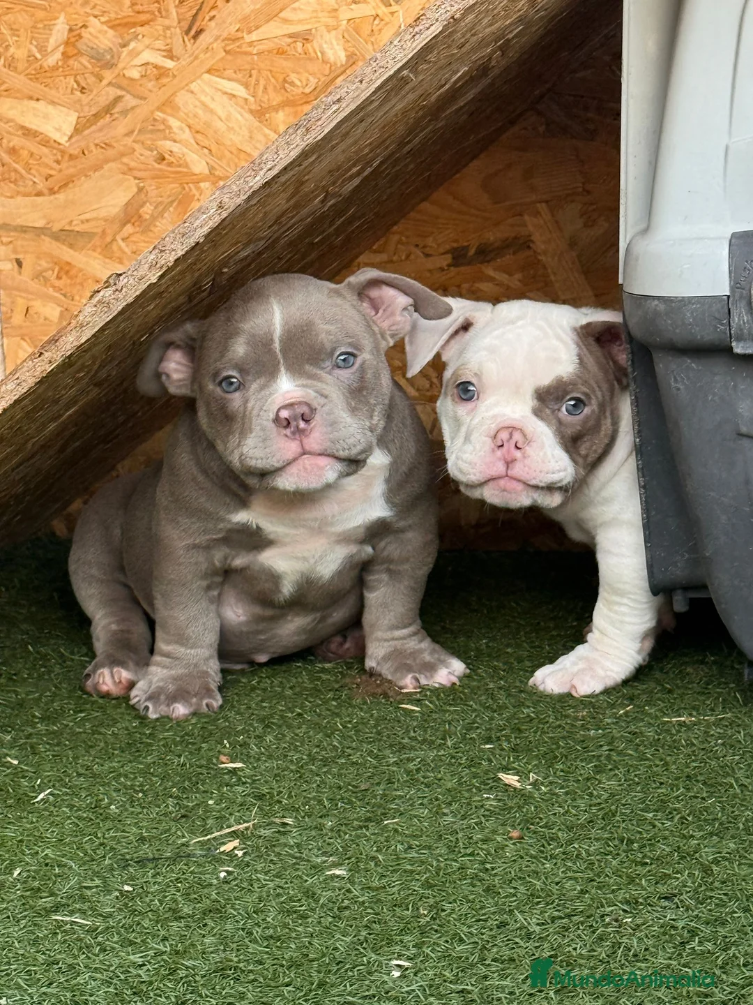 American Bully perros en venta: American Bully  - Anuncio 1