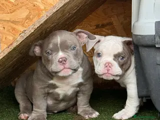 American Bully perros American Bully - Anuncio 3