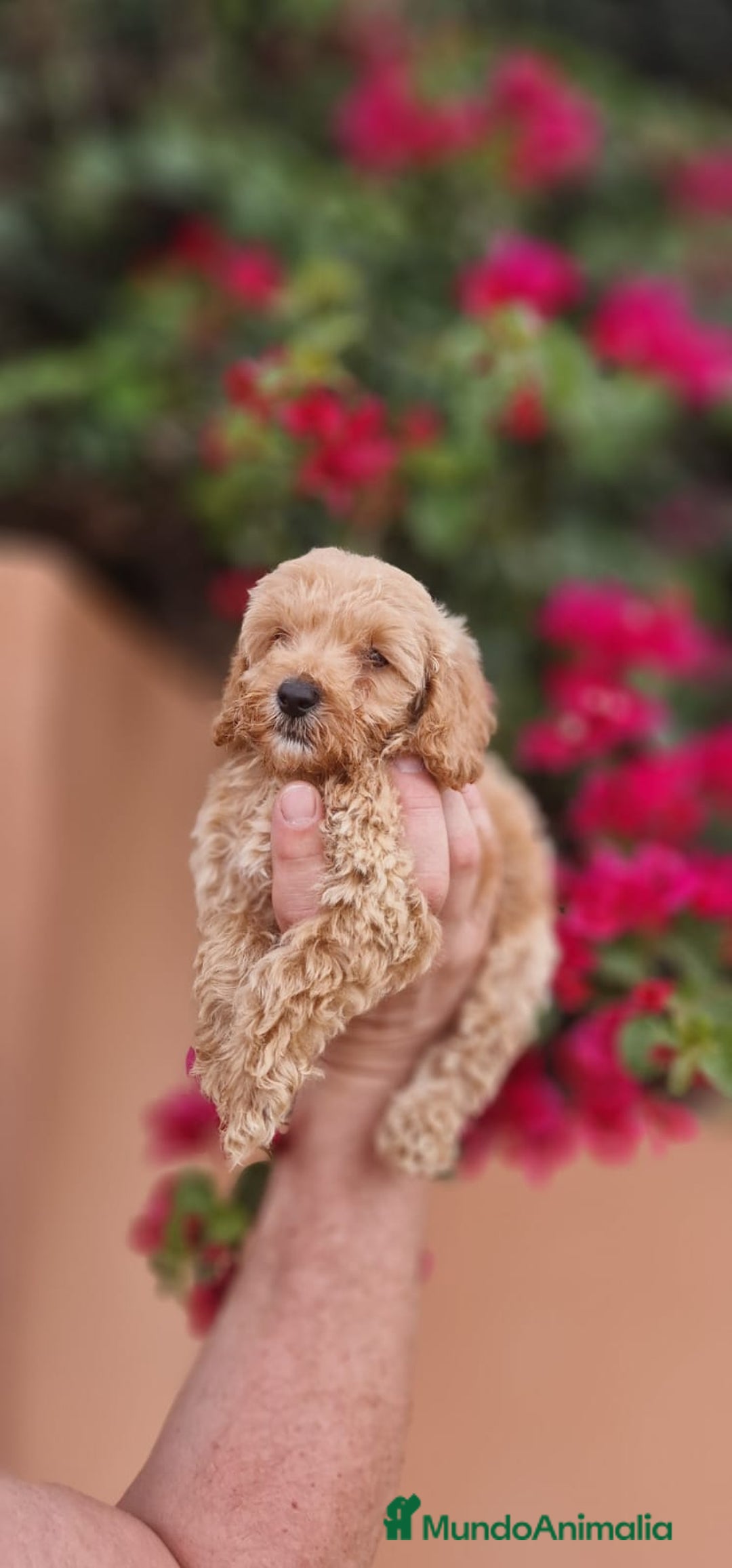 Caniche Toy perros en venta: Caniche macho toy  - Imagen 6