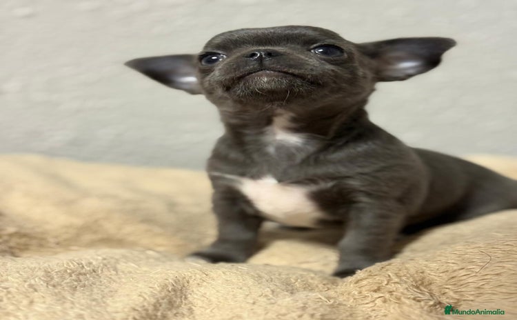 Chihuahua perros - Anuncio 1