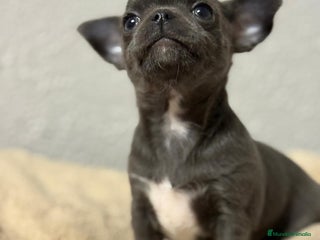 Chihuahua perros - Anuncio 1