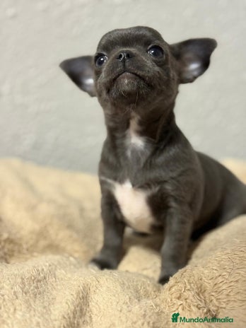 Chihuahua perros - Anuncio 4