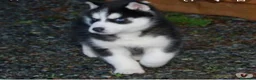 Husky Siberiano perros en venta: Husky siberiano - Anuncio 3