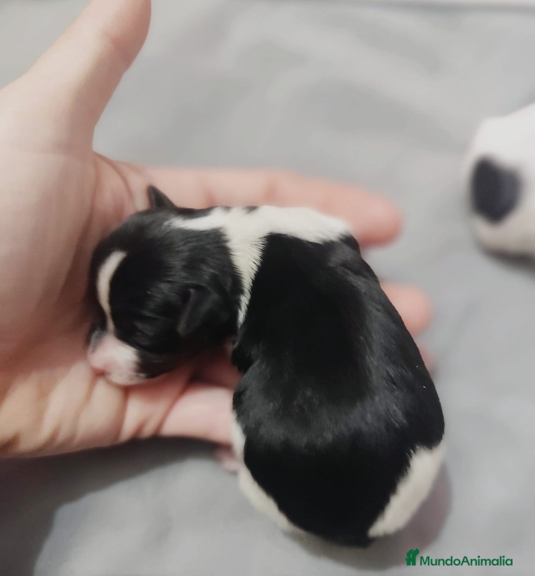 Biewer Yorkshire Terrier a la Pom Pon perros en venta: Yorkshire biewer toy - Anuncio 1