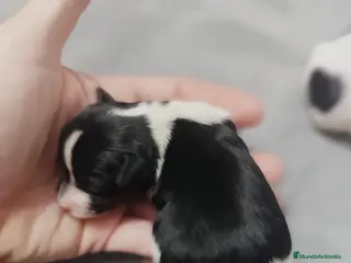 Biewer Yorkshire Terrier a la Pom Pon perros Yorkshire biewer toy - Anuncio 4